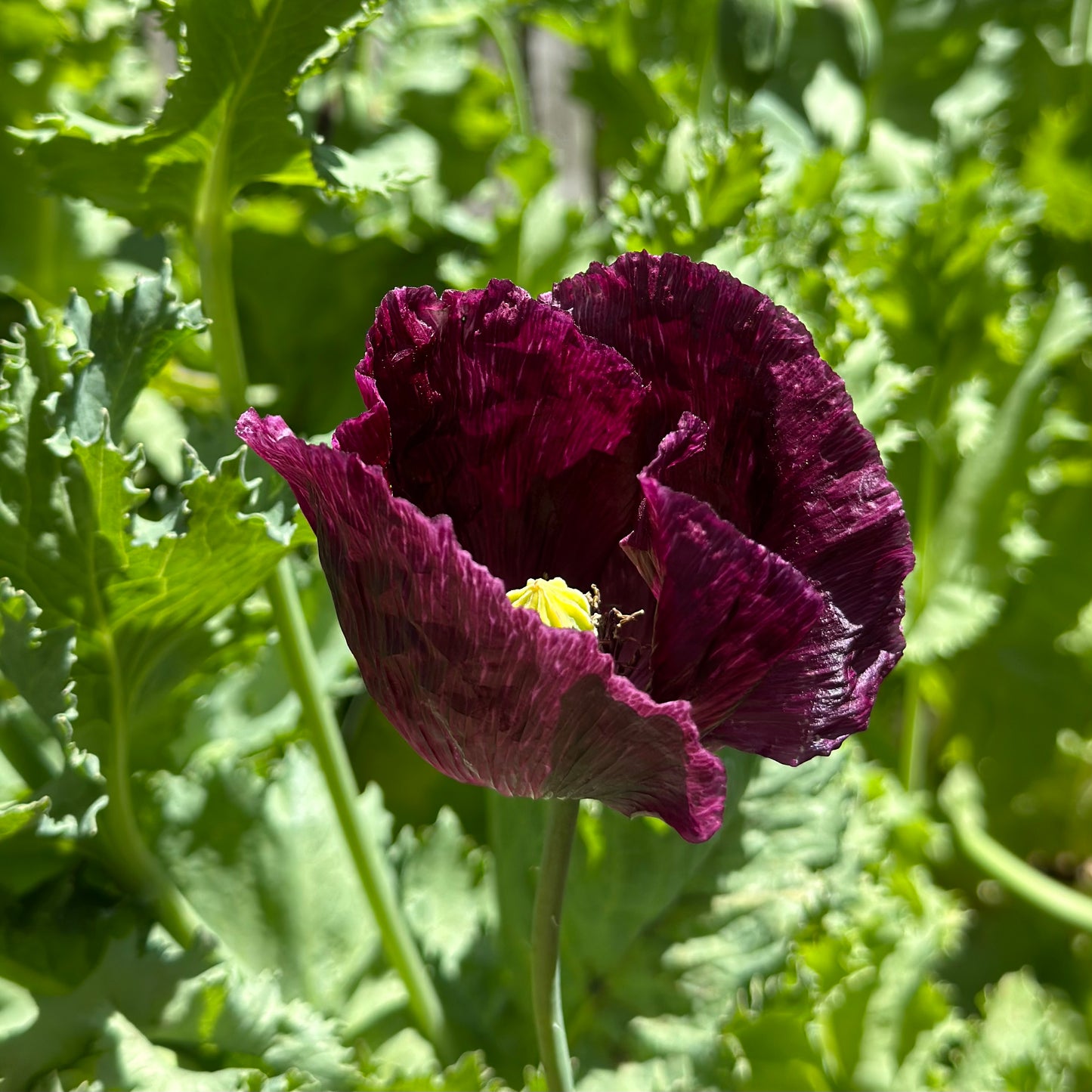 Peony Poppy Antique Mix Seeds