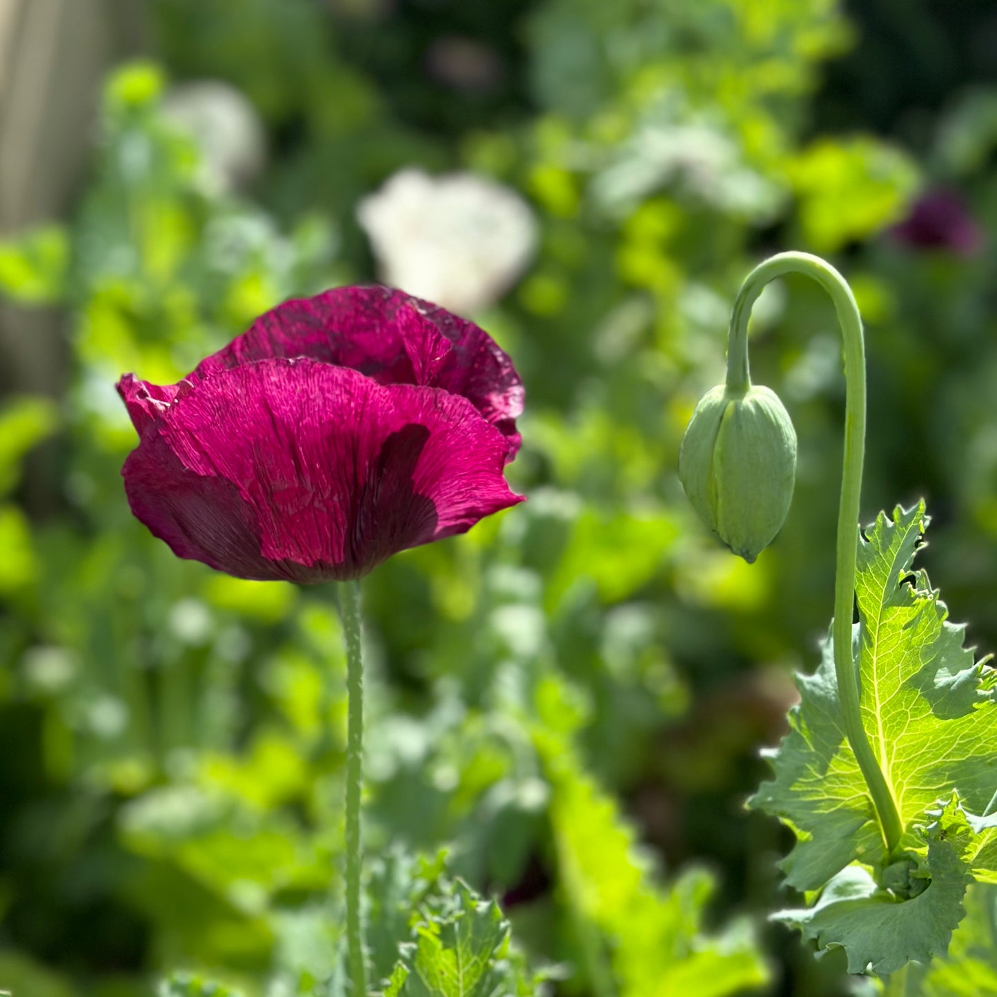 Peony Poppy Antique Mix Seeds