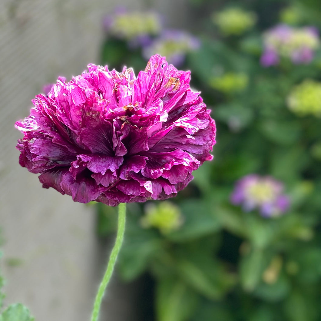 Peony Poppy Antique Mix Seeds