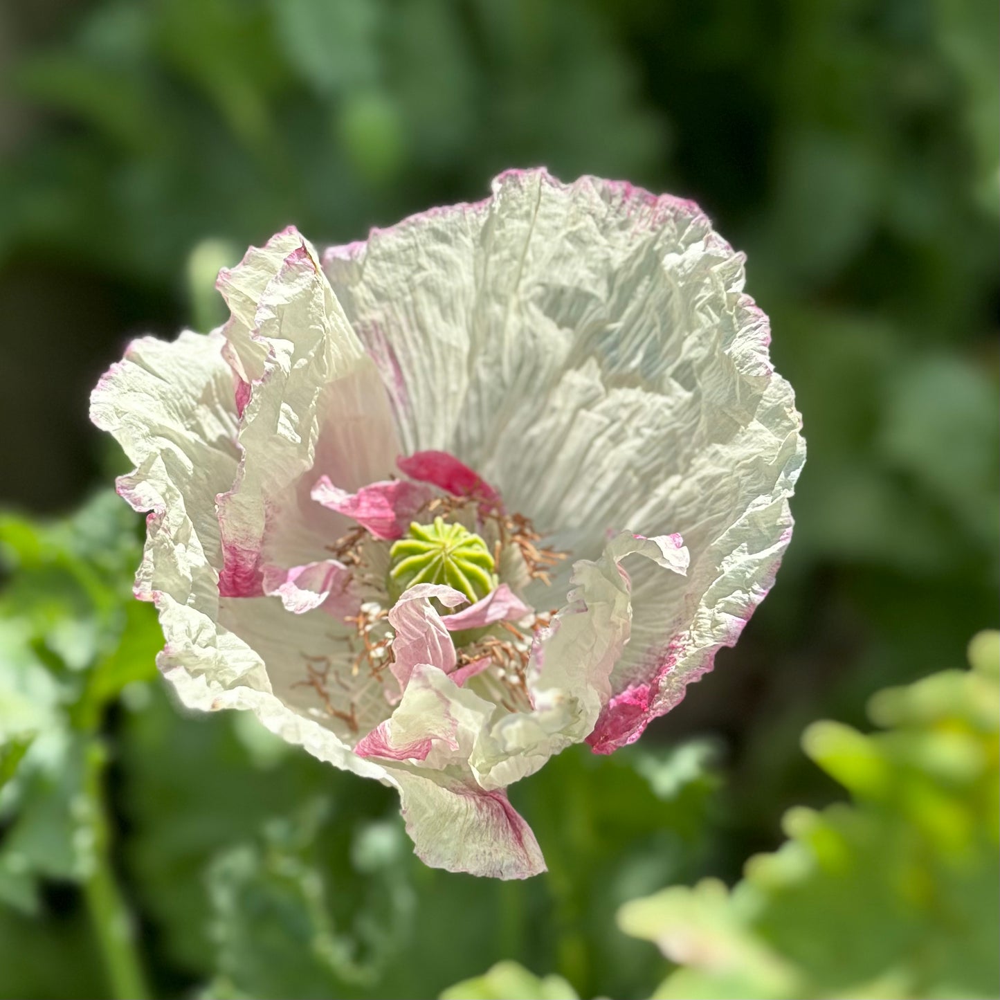 Peony Poppy Antique Mix Seeds
