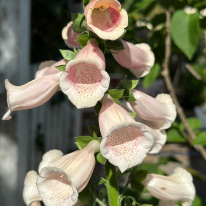 Foxglove 'Apricot Beauty' Seeds