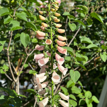 Foxglove 'Apricot Beauty' Seeds