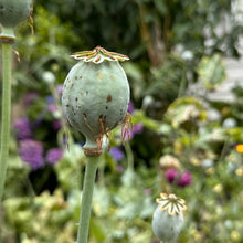 Load image into Gallery viewer, Peony Poppy Antique Mix Seeds
