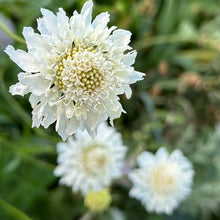 Load image into Gallery viewer, Pincushion Flower Tall Double &#39;Alabaster White&#39; Seeds
