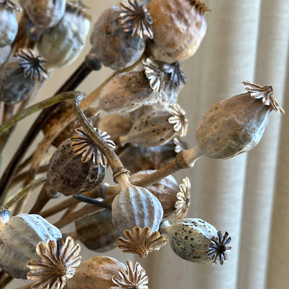Peony Poppy Antique Mix Seeds