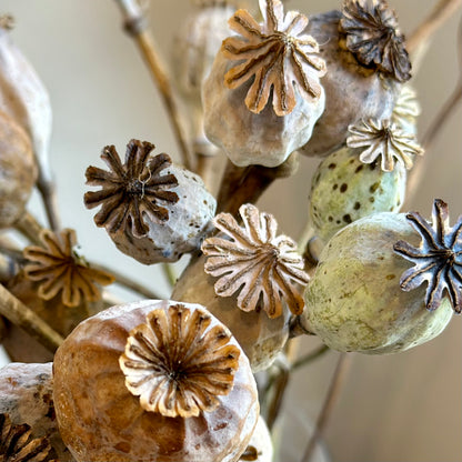 Peony Poppy Antique Mix Seeds