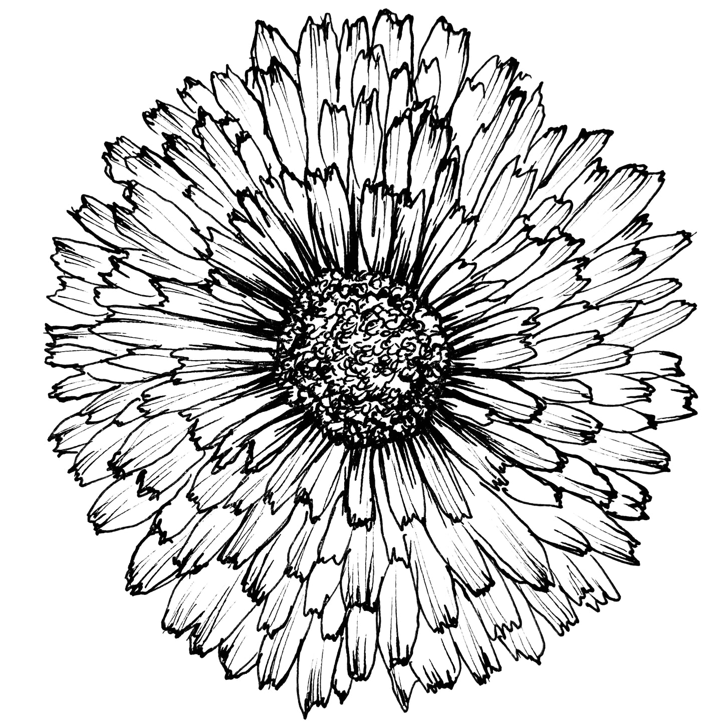Calendula 'Pygmy Buff' Seeds