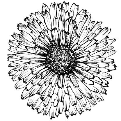 Calendula 'Pygmy Buff' Seeds