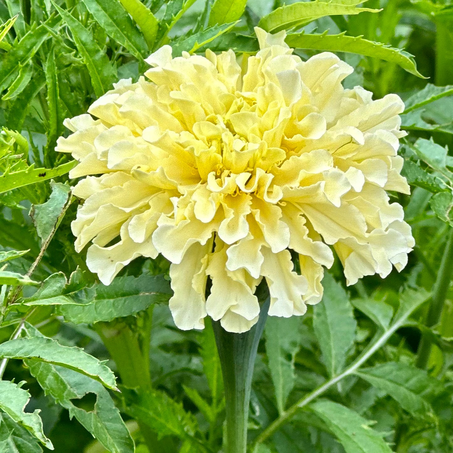 Marigold 'Kilimanjaro’ Seeds