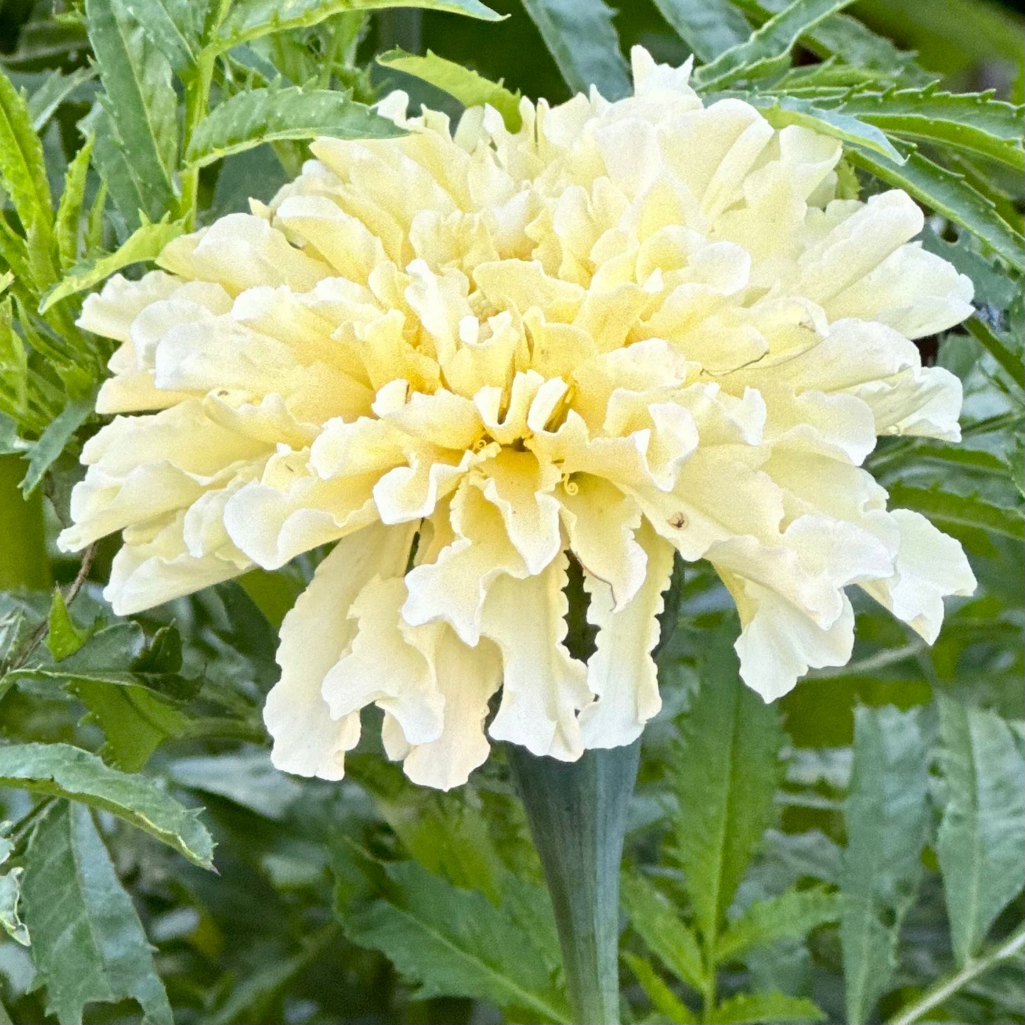 Marigold 'Kilimanjaro’ Seeds