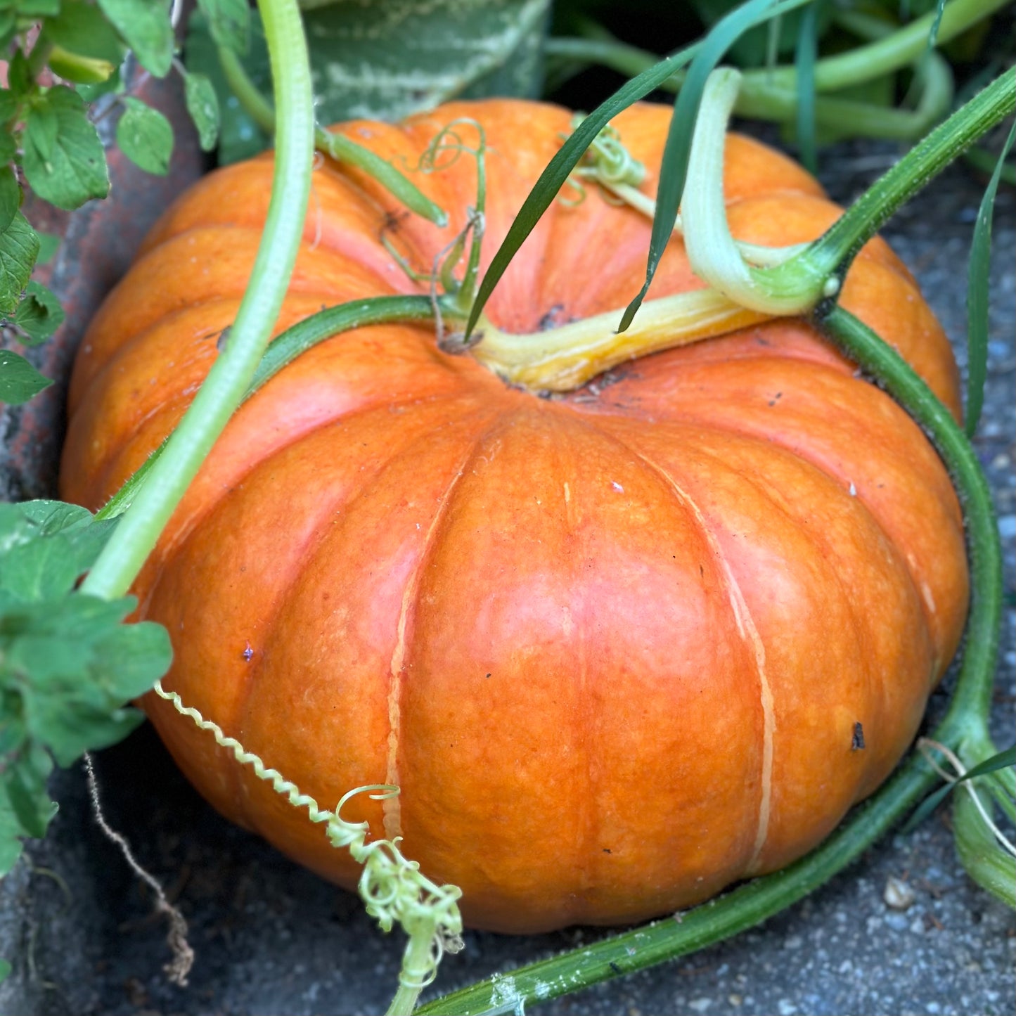 Pumpkin 'Cinderella' Seeds