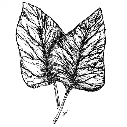 Winter Spinach 'Monstrueux de Viroflay' Seeds