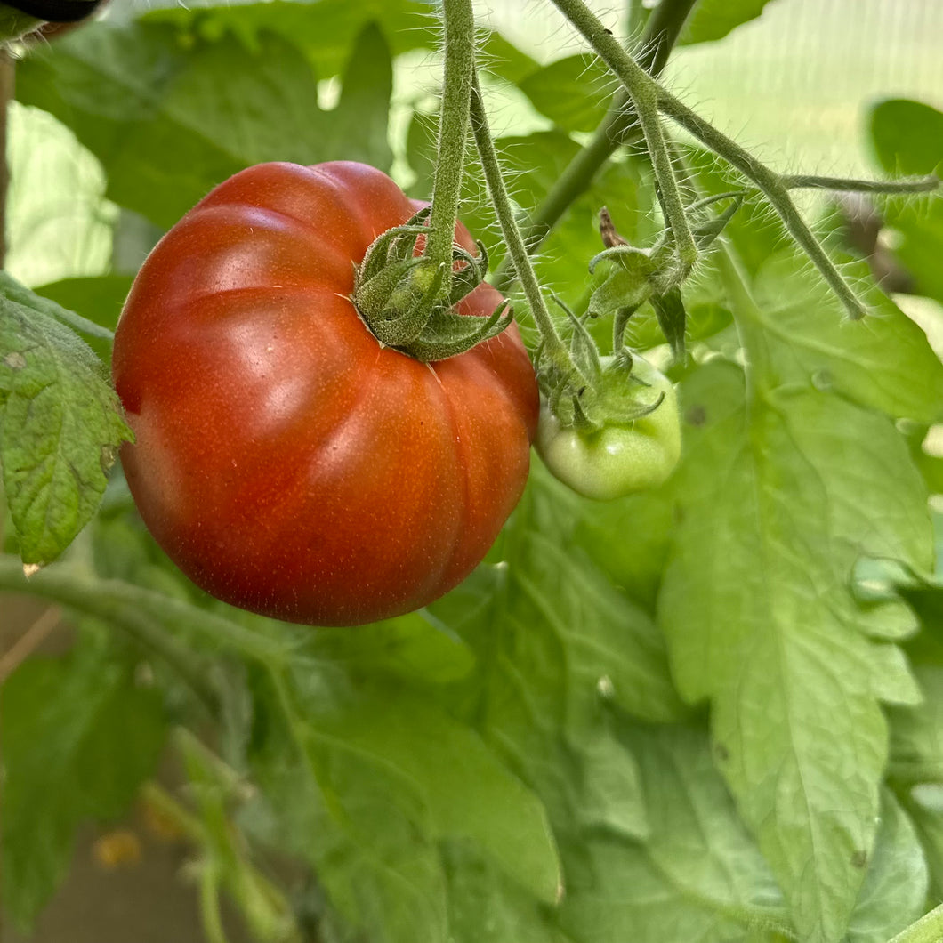 Tomato 'Tasmanian Chocolate' Seeds