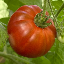 Load image into Gallery viewer, Tomato &#39;Tasmanian Chocolate&#39; Seeds
