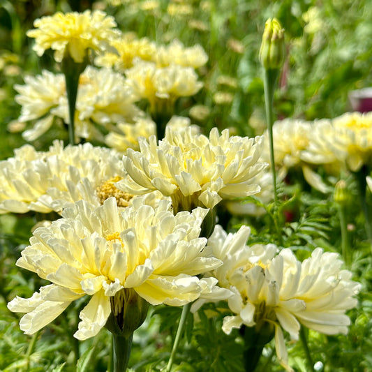 Marigold 'Kilimanjaro’ Seeds