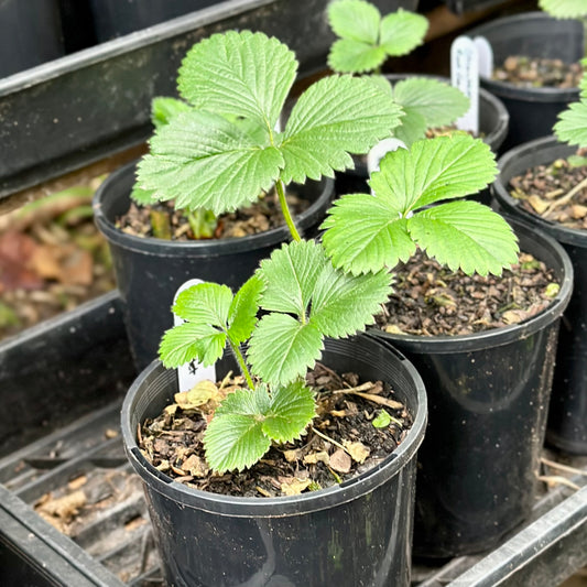 Potted Strawberry Plant