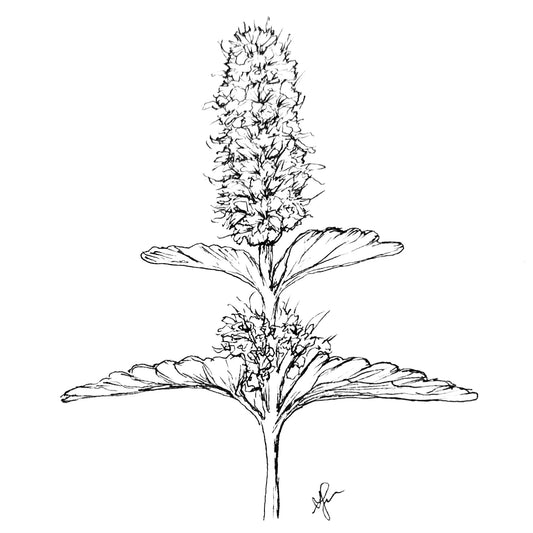 Korean Mint Seeds