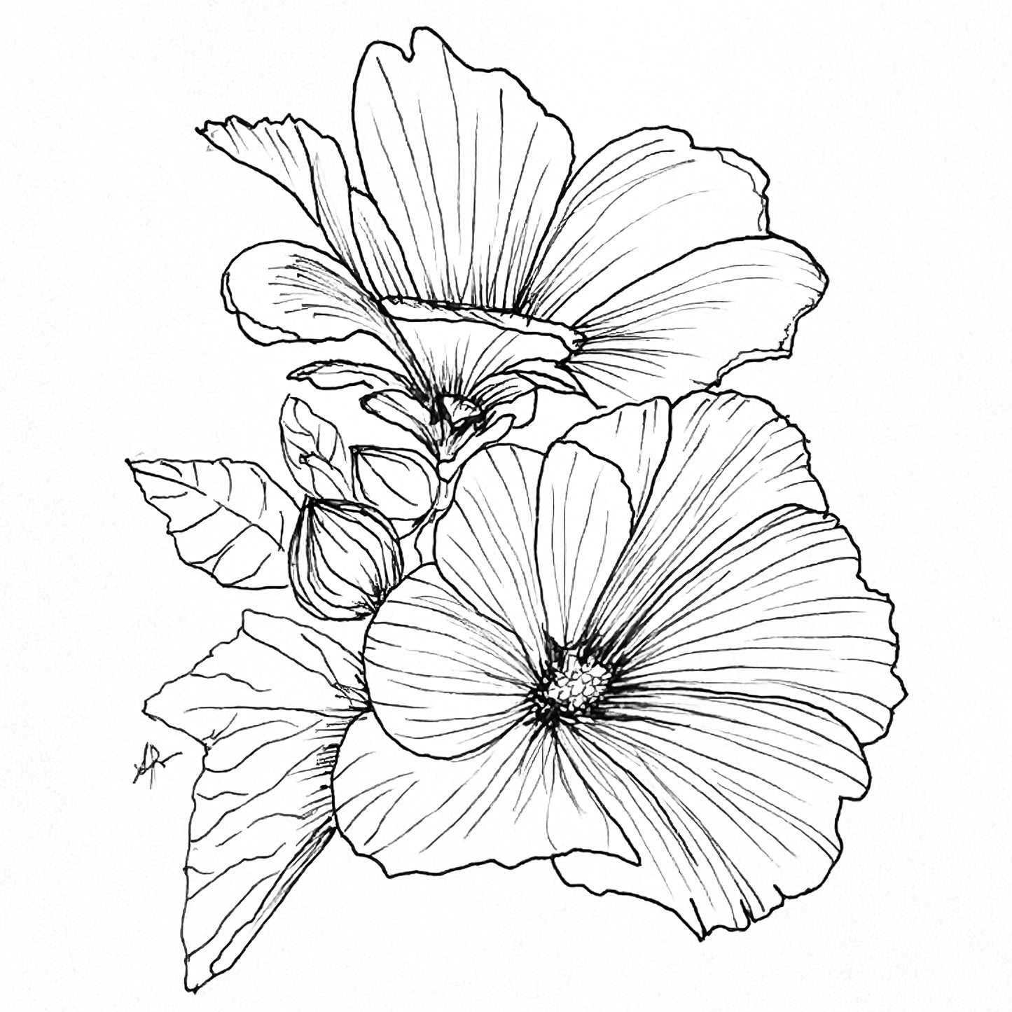 Lavatera Trimestris - Pink Blush Mix Seeds