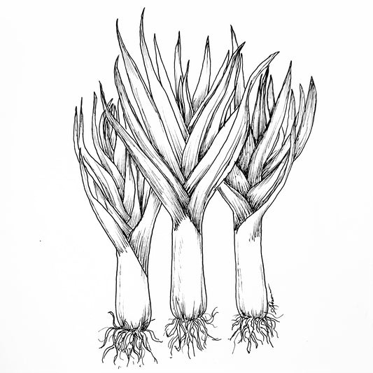 Leek 'American Flag' Seeds