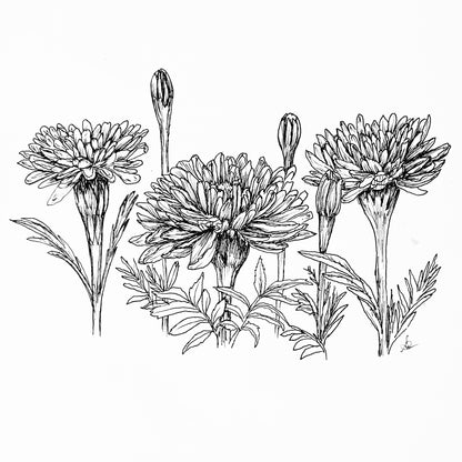Marigold 'Kilimanjaro’ Seeds