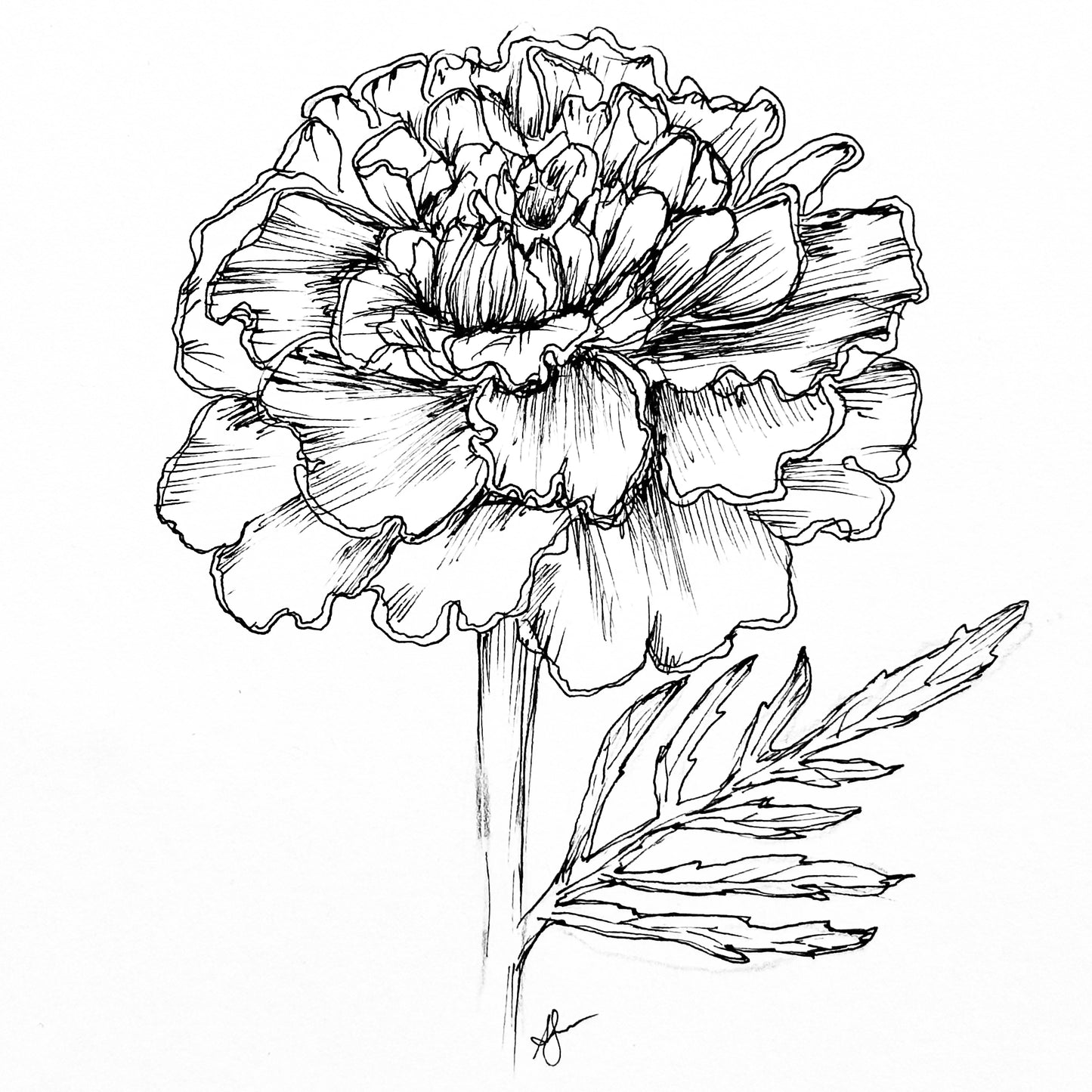 Marigold ‘French Red Brocade’ Seeds