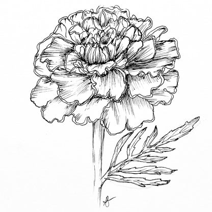 Marigold ‘French Red Brocade’ Seeds