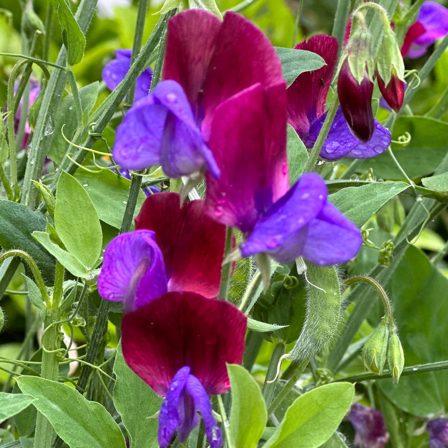 Sweet Pea 'Matucana' Seeds