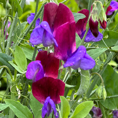 Sweet Pea 'Matucana' Seeds