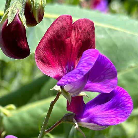Sweet Pea 'Matucana' Seeds