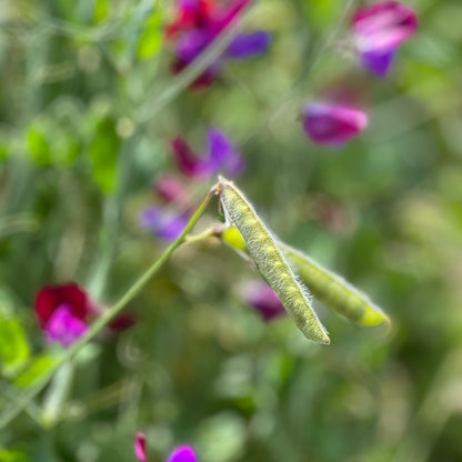 Sweet Pea 'Matucana' Seeds
