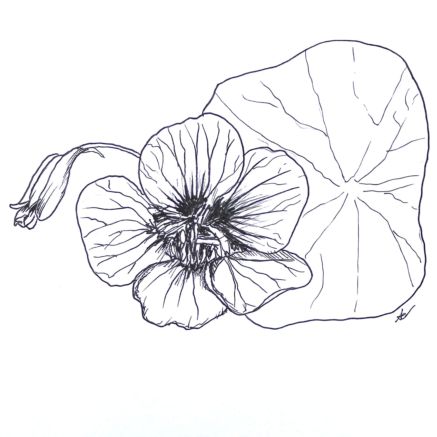 Nasturtium Double Jewel 'Salmon Baby' Seeds