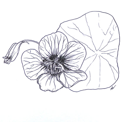 Nasturtium Double Jewel 'Salmon Baby' Seeds