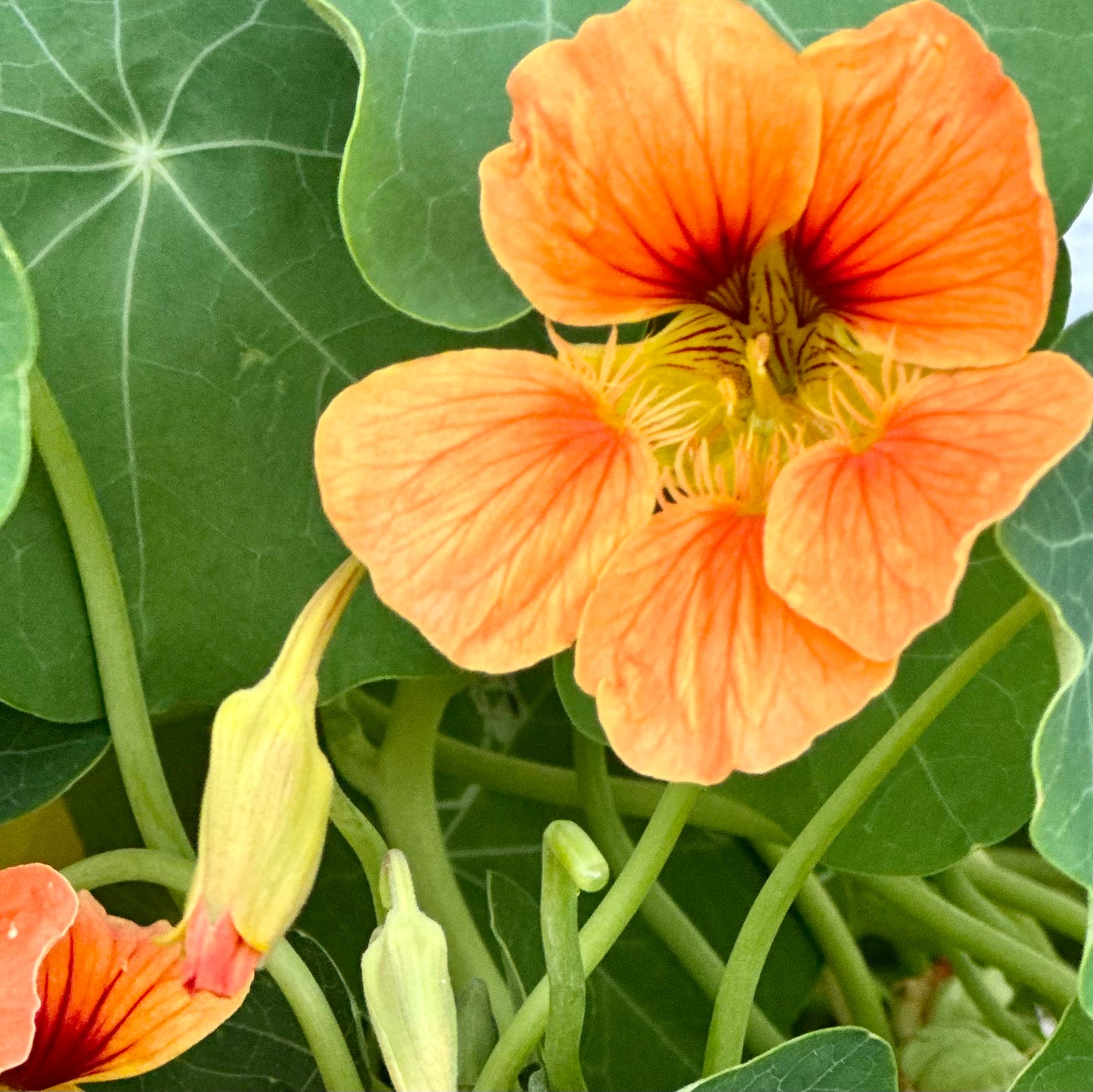 Nasturtium Double Jewel 'Salmon Baby' Seeds