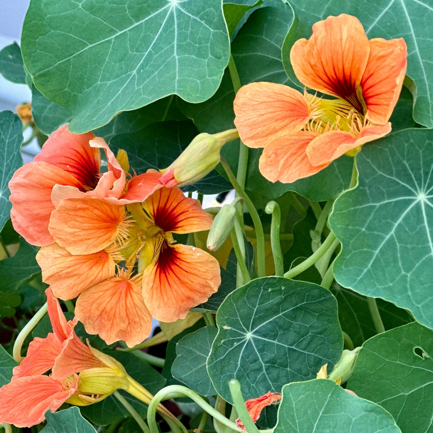 Nasturtium Double Jewel 'Salmon Baby' Seeds