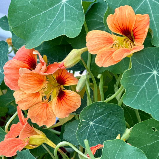 Nasturtium Double Jewel 'Salmon Baby' 10 Seeds