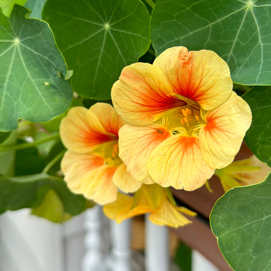 Nasturtium Double Jewel 'Peach Melba' Seeds