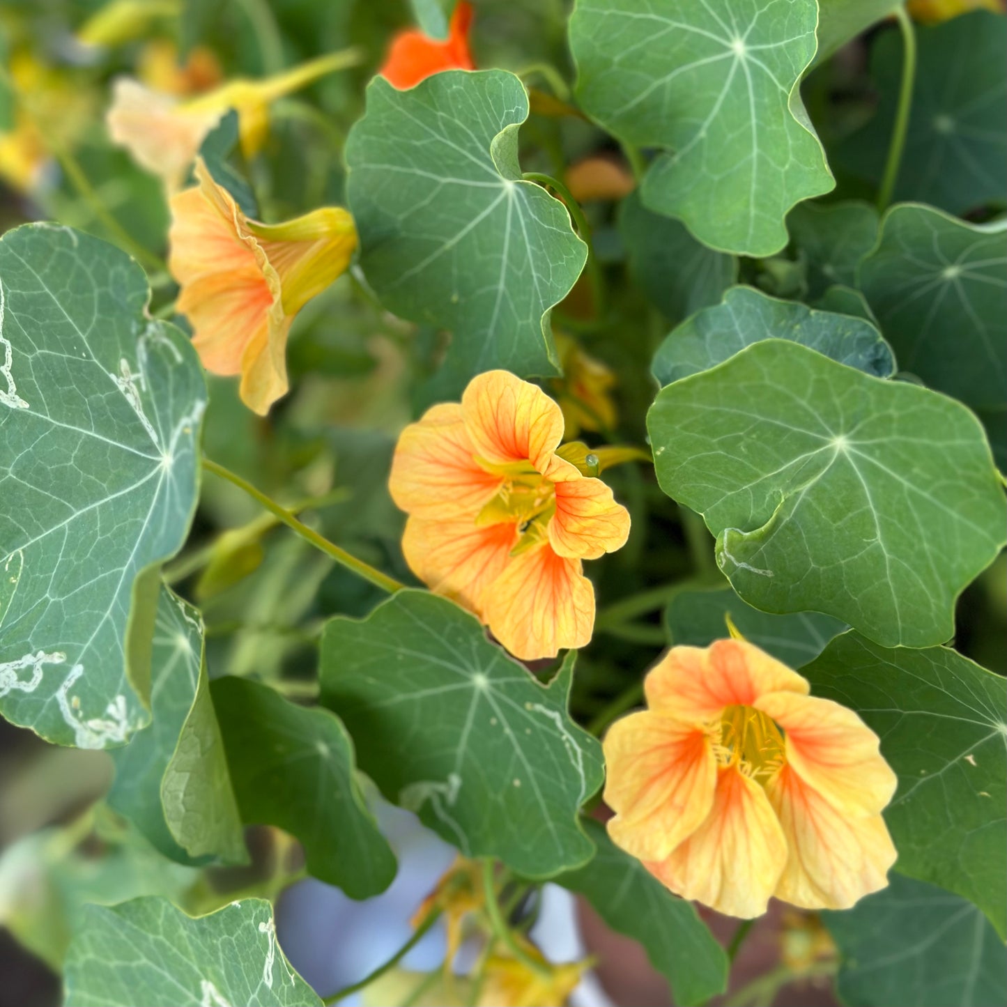 Nasturtium Double Jewel 'Peach Melba' Seeds
