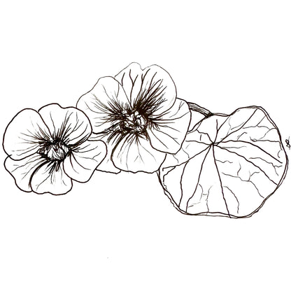 Nasturtium Double Jewel 'Cherry Rose’ Seeds