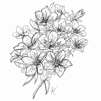 Phlox 'Sugar Stars' Seeds