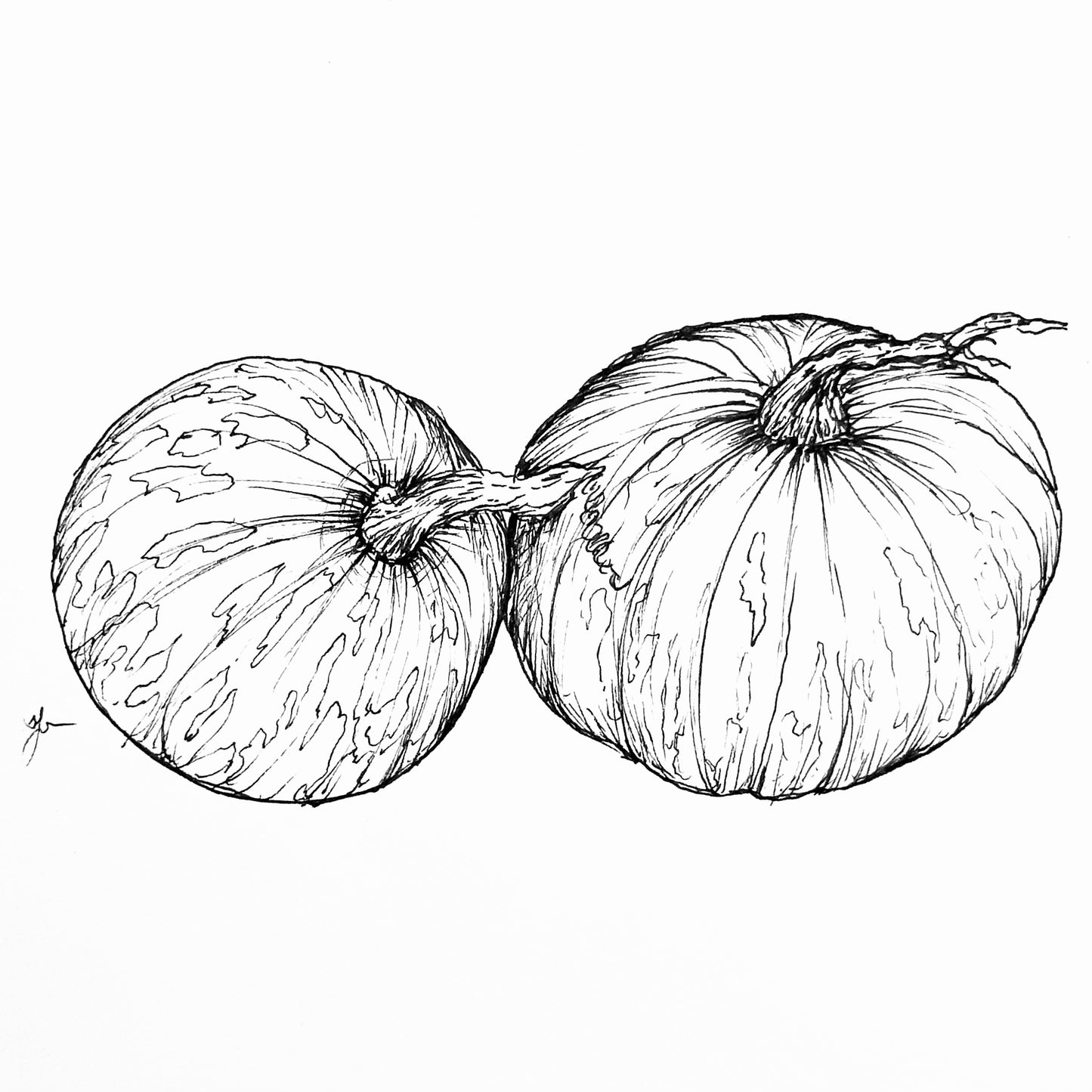Pumpkin 'Bohemian Heirloom Mix’ Seeds