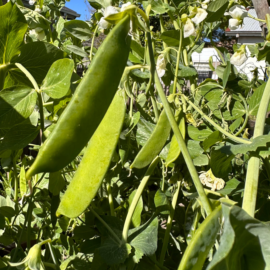 Pea 'Telephone' Seeds