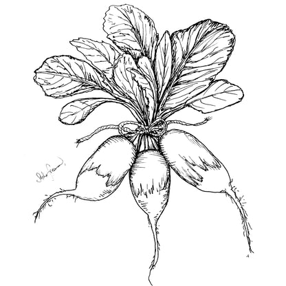 Radish 'French Breakfast' Seeds