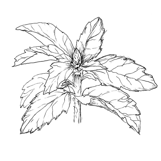 Sacred Basil Seeds