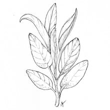 Load image into Gallery viewer, Sage Seeds
