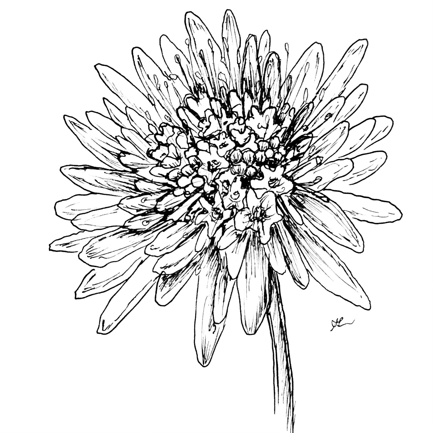 Pincushion Flower Tall Double 'Pastel Mix' Seeds