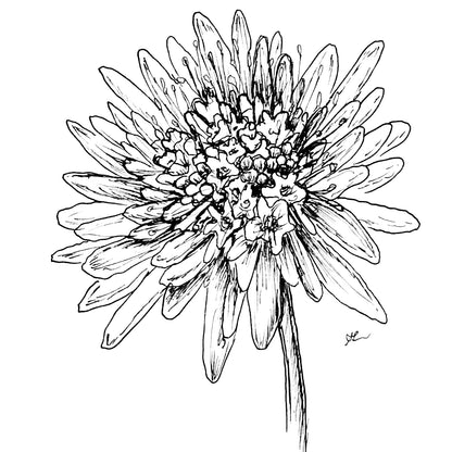 Pincushion Flower Tall Double 'Pastel Mix' Seeds