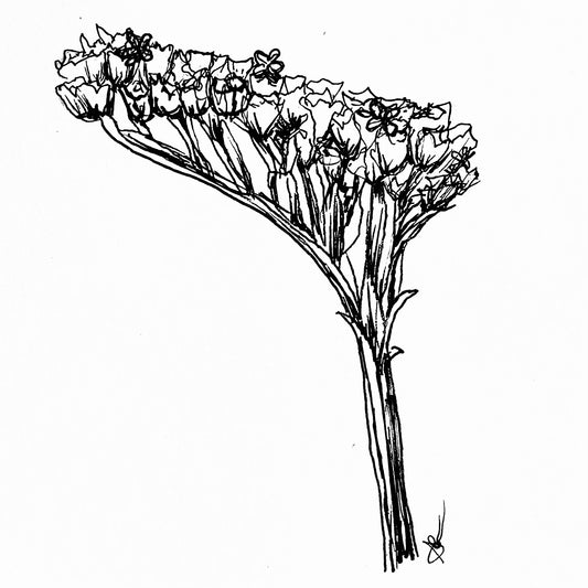 Statice Apricot Beauty Seeds