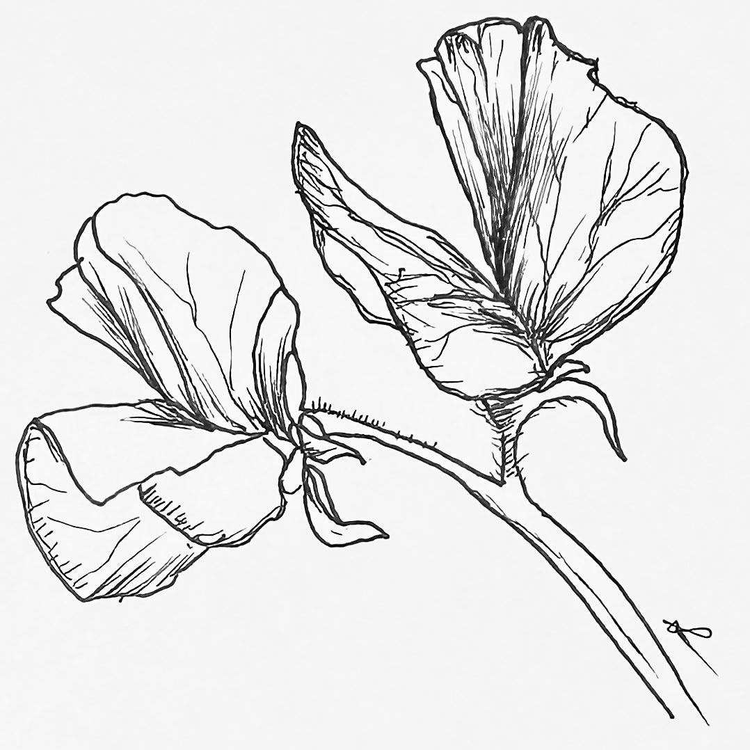 Sweet Pea 'Matucana' Seeds
