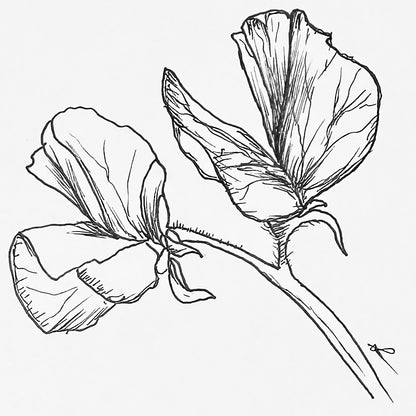 Sweet Pea 'Matucana' Seeds