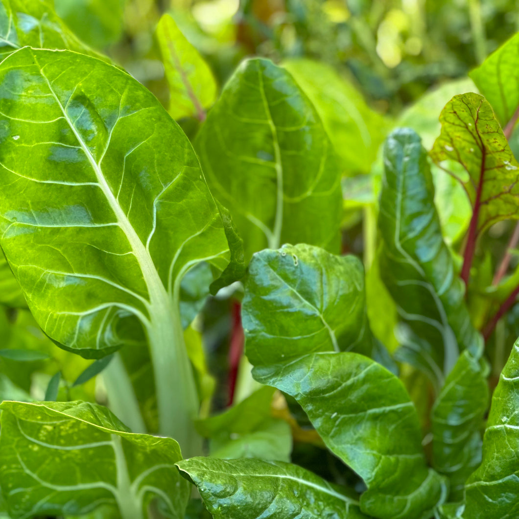 Silverbeet Rainbow Swiss Chard Seeds